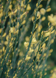 David Austin Roses Cytisus Praecox Allgold AGM, 3L