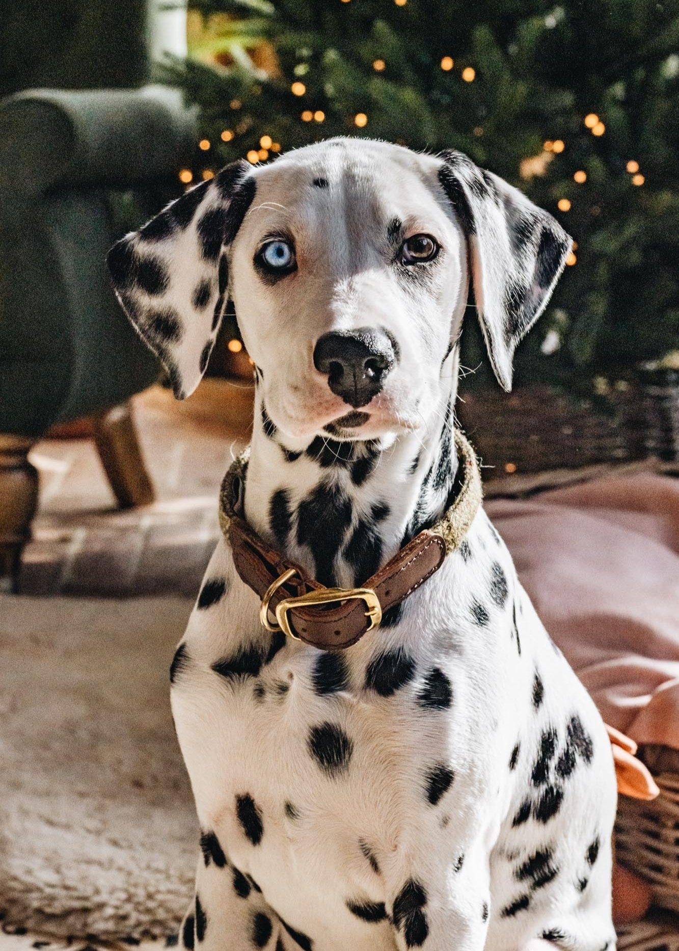 Rolled Tweed Dog Collar in Light Chocolate