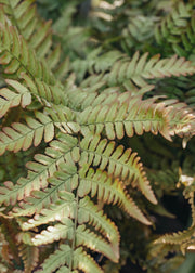 Dryopteris erythrorosa Copper Shield Fern 5L