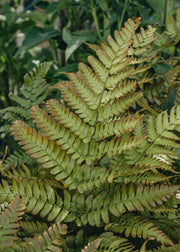 Dryopteris erythrorosa Copper Shield Fern 5L