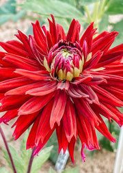 Dahlia 'Black Touch' Tubers