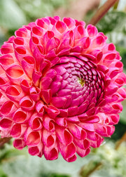 Dahlia 'Burlesca' Tubers