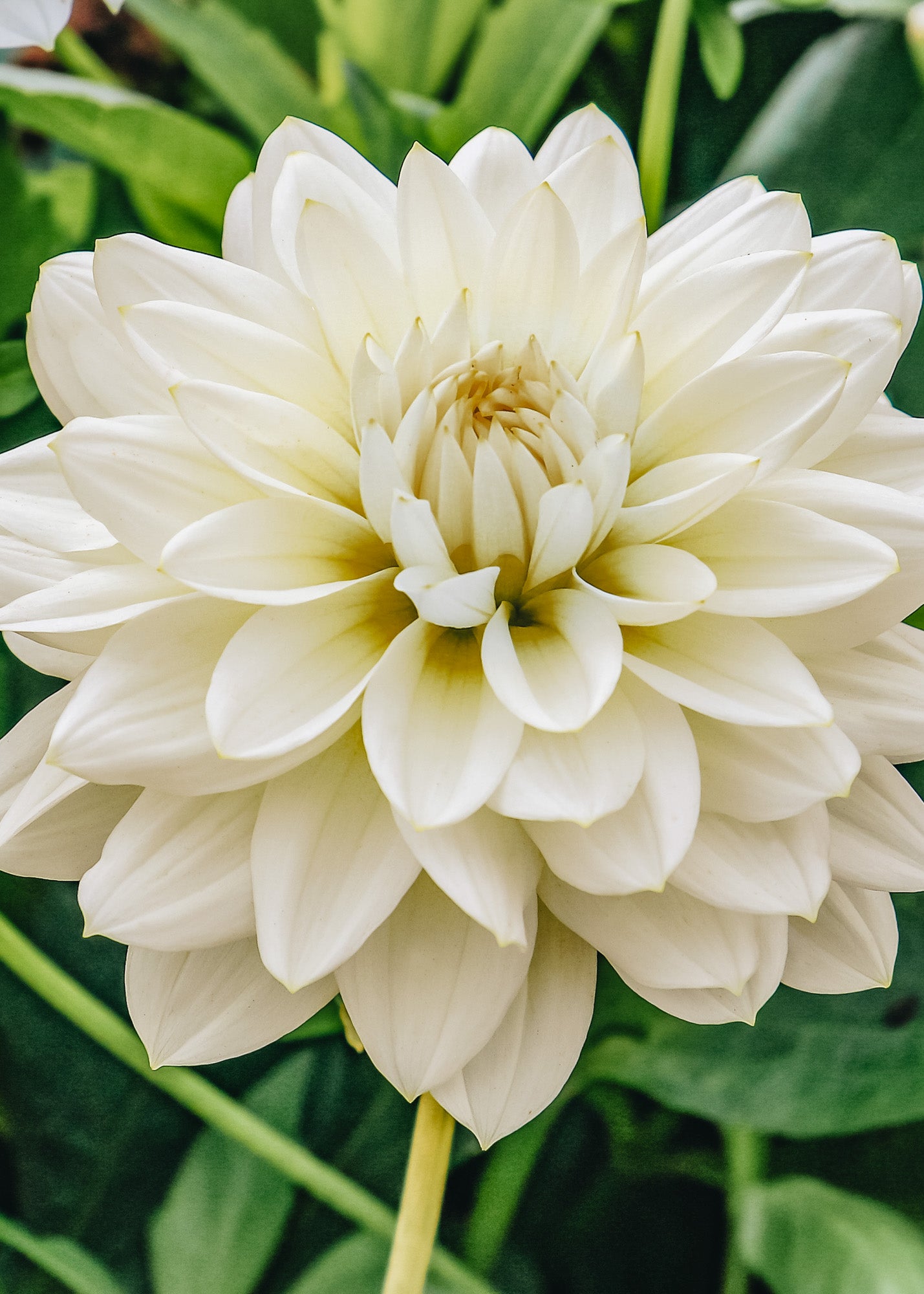 Dahlia 'Caramel Antique' Tubers