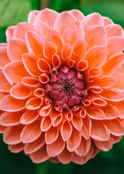 Dahlia 'Daisy Duke' Tubers