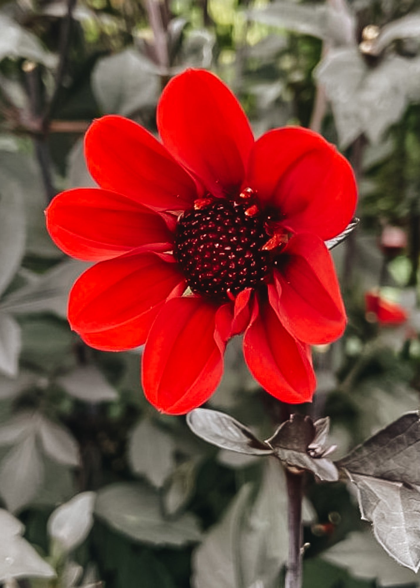 Dahlia 'Dracula' Tubers