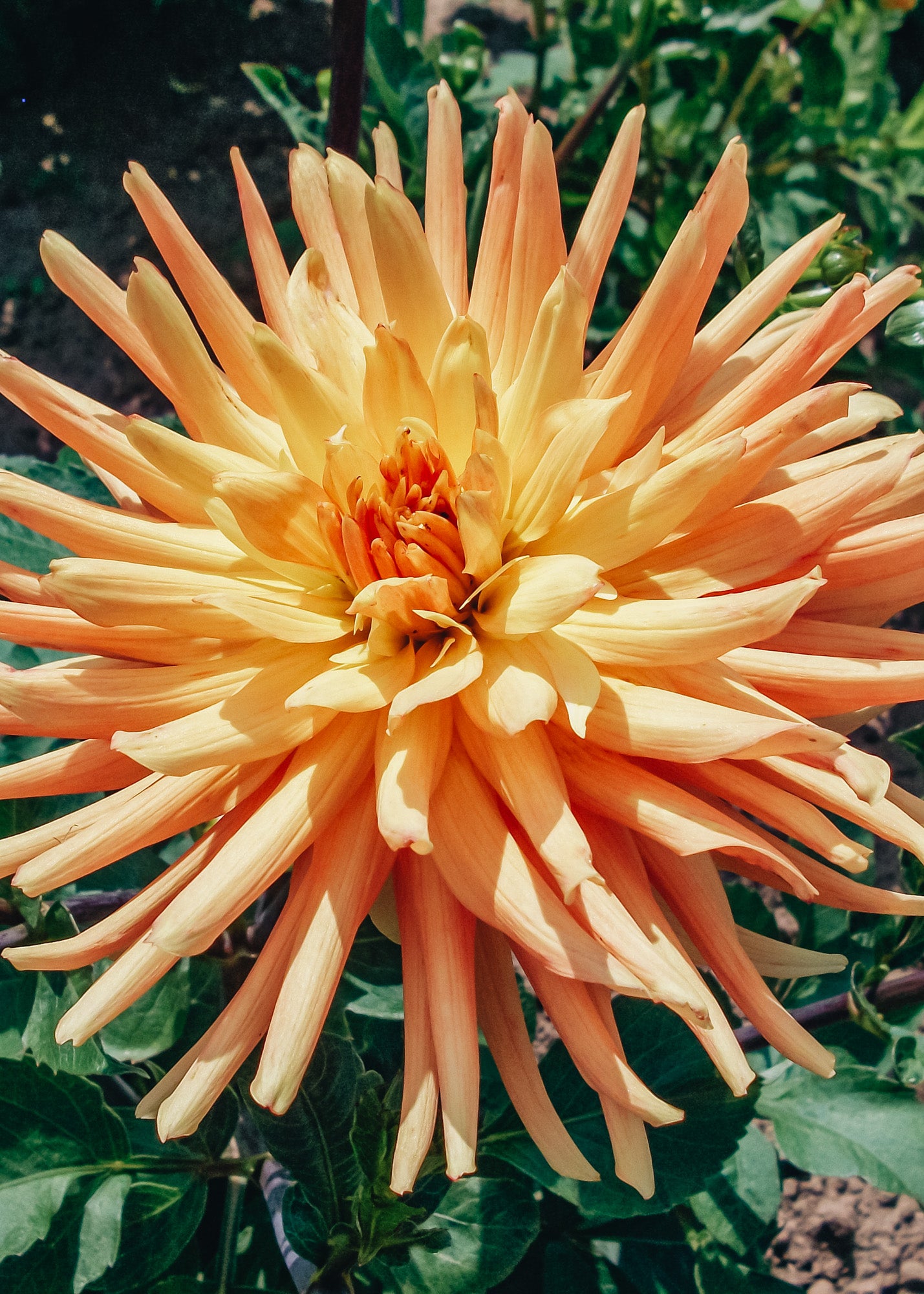 Dahlia 'Gold Crown' Tubers