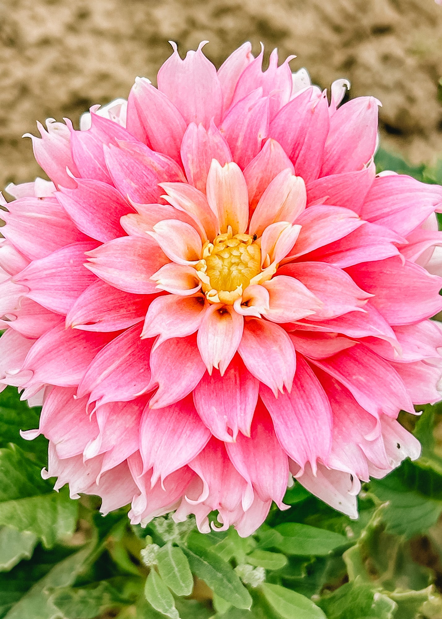 Taylors Bulbs Dahlia 'Pink Impact' Tubers