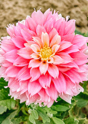 Dahlia 'Pink Impact' Tubers