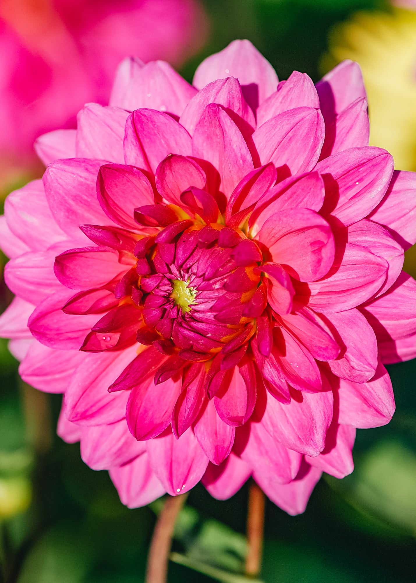 Dahlia 'Rosella' Tubers