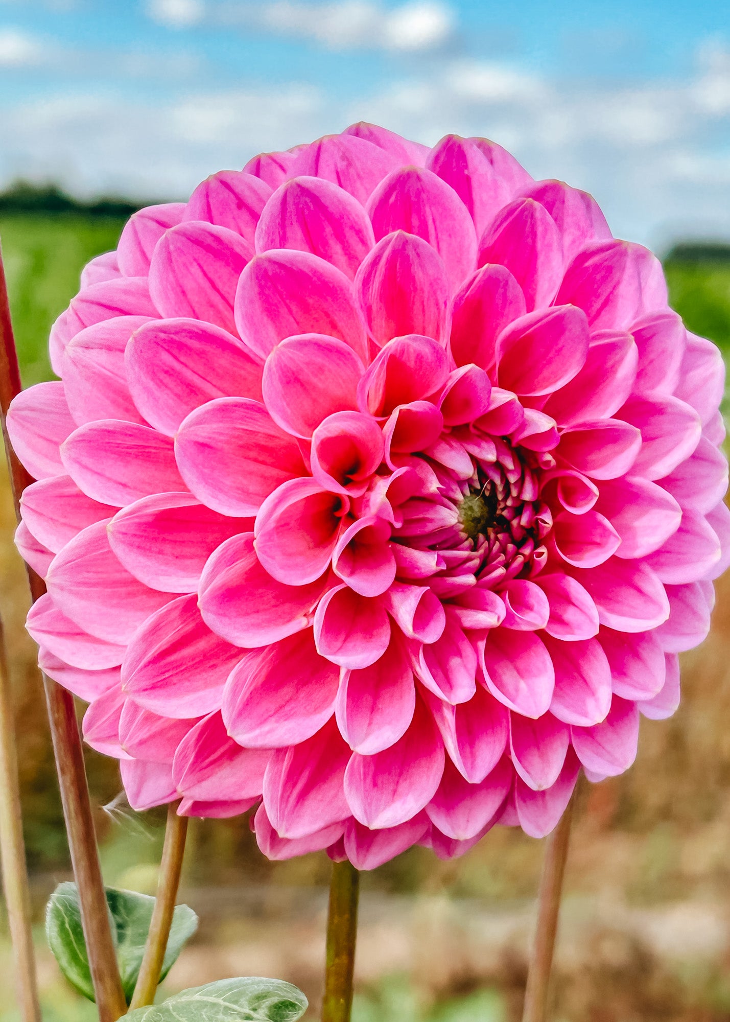 Dahlia 'Veerle' Tubers