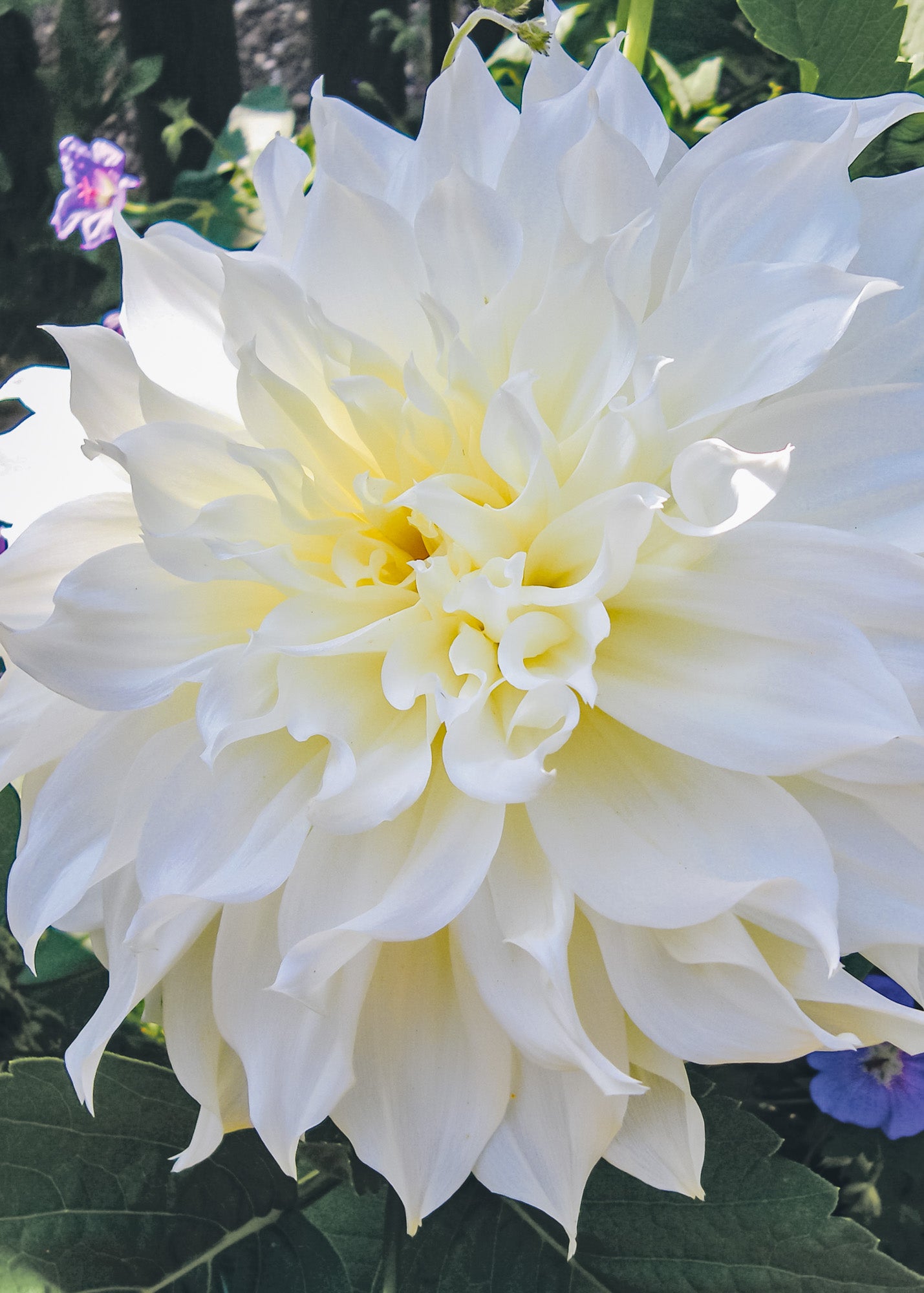 Taylors Bulbs Dahlia 'White Perfection' Tubers