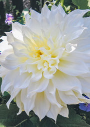 Dahlia 'White Perfection' Tubers