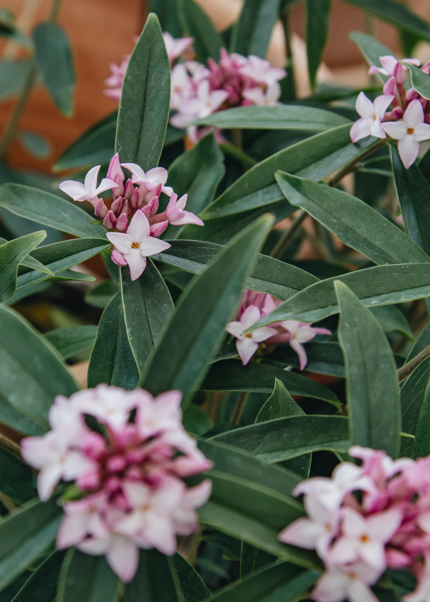 Escallonia Daphne bholua Spring Beauty, 3L