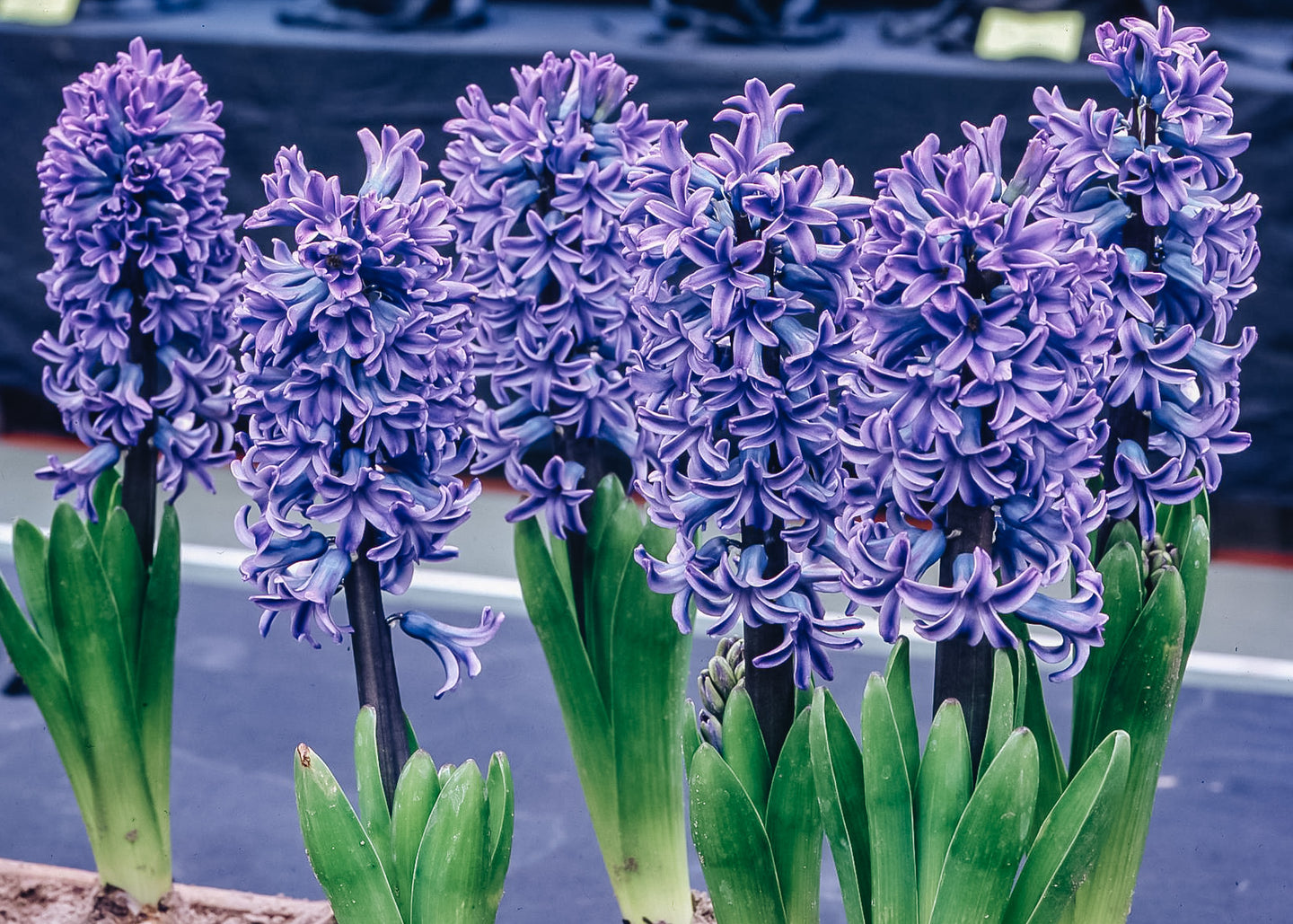 Indoor Hyacinth Delft Blue Bulbs, pack of five