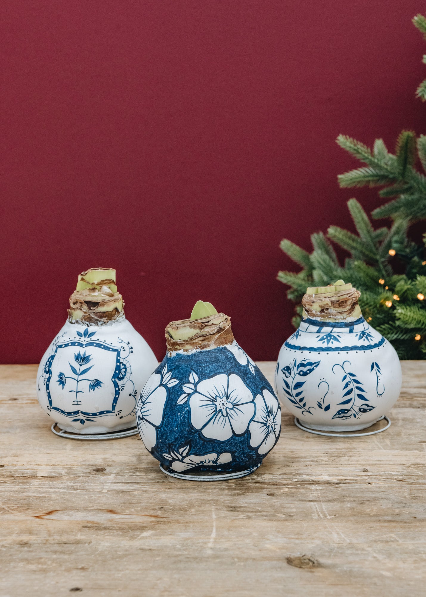 Wax Amaryllis Bulbs in Delft Blue