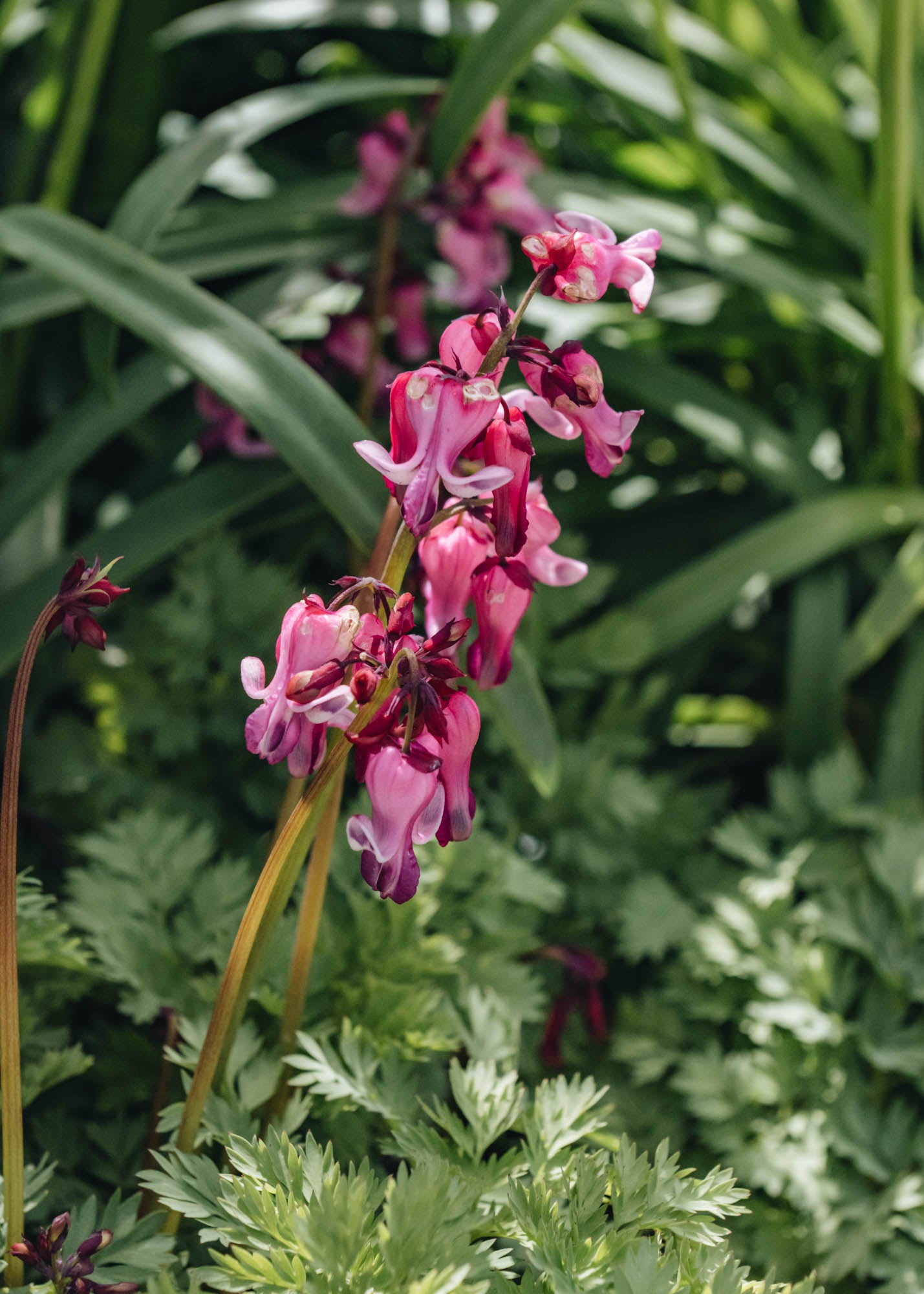 Dicentra Pink Diamonds | Burford Garden Co.