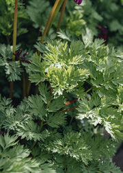 Dicentra Pink Diamonds