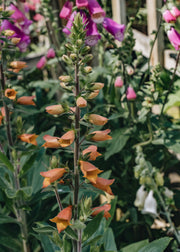 Digitalis Firecracker