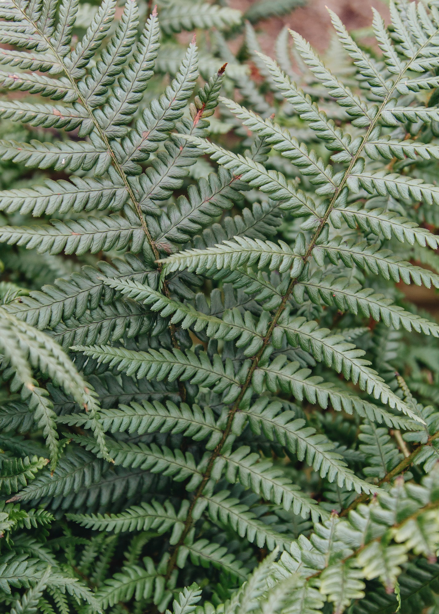 Hellebore Dryopteris Affinis, 5L 