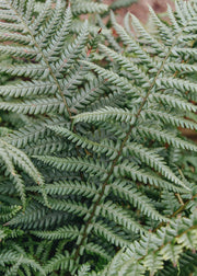 Dryopteris Dryopteris Affinis, 5L 