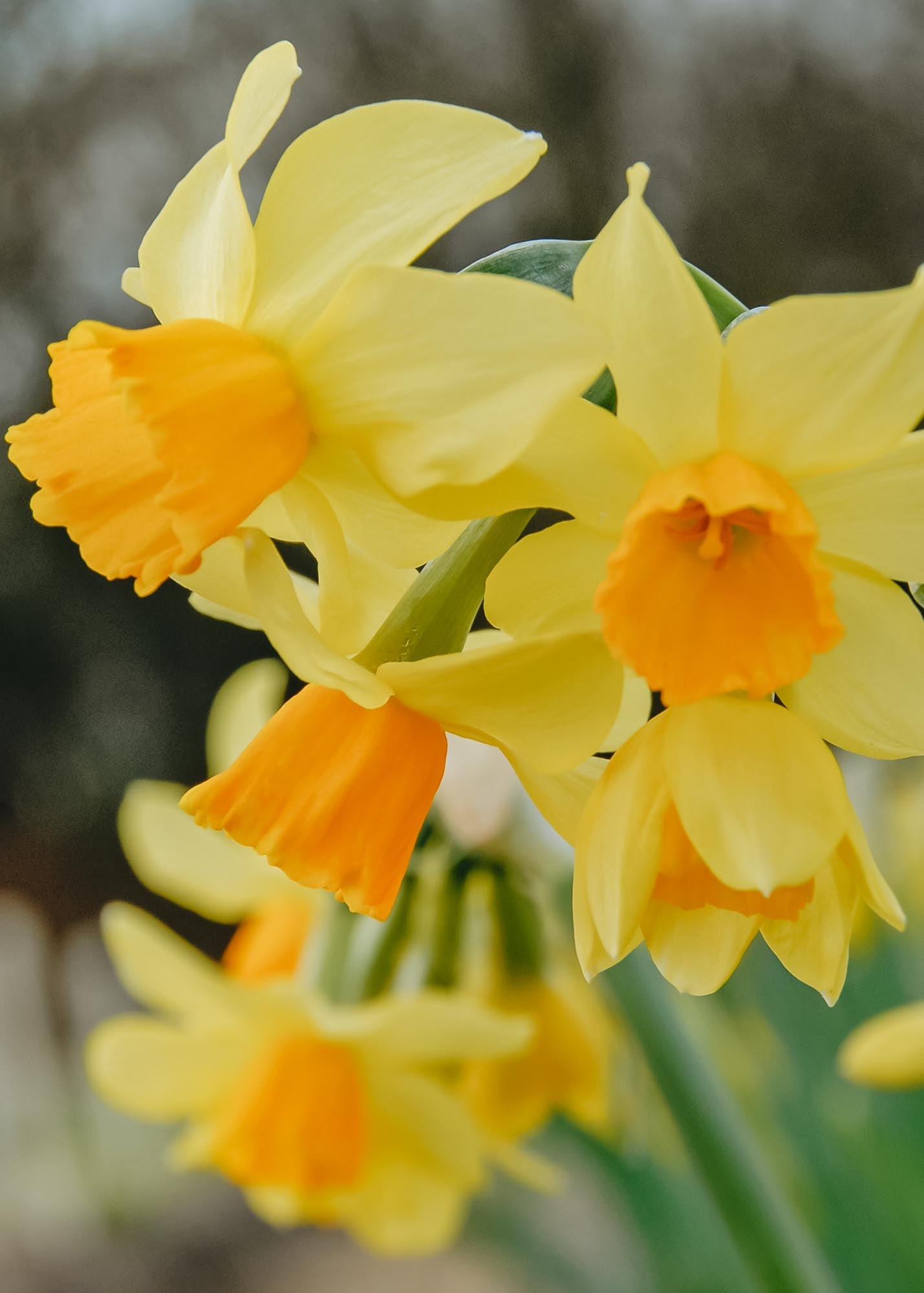 Narcissus Eaton Song Bulbs