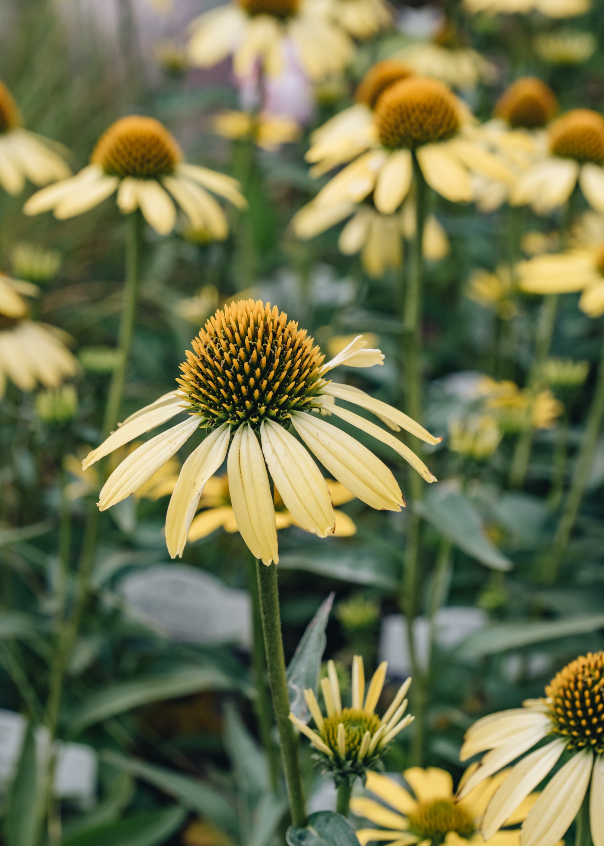 Echinacea Cleopatra – Burford Garden Co.