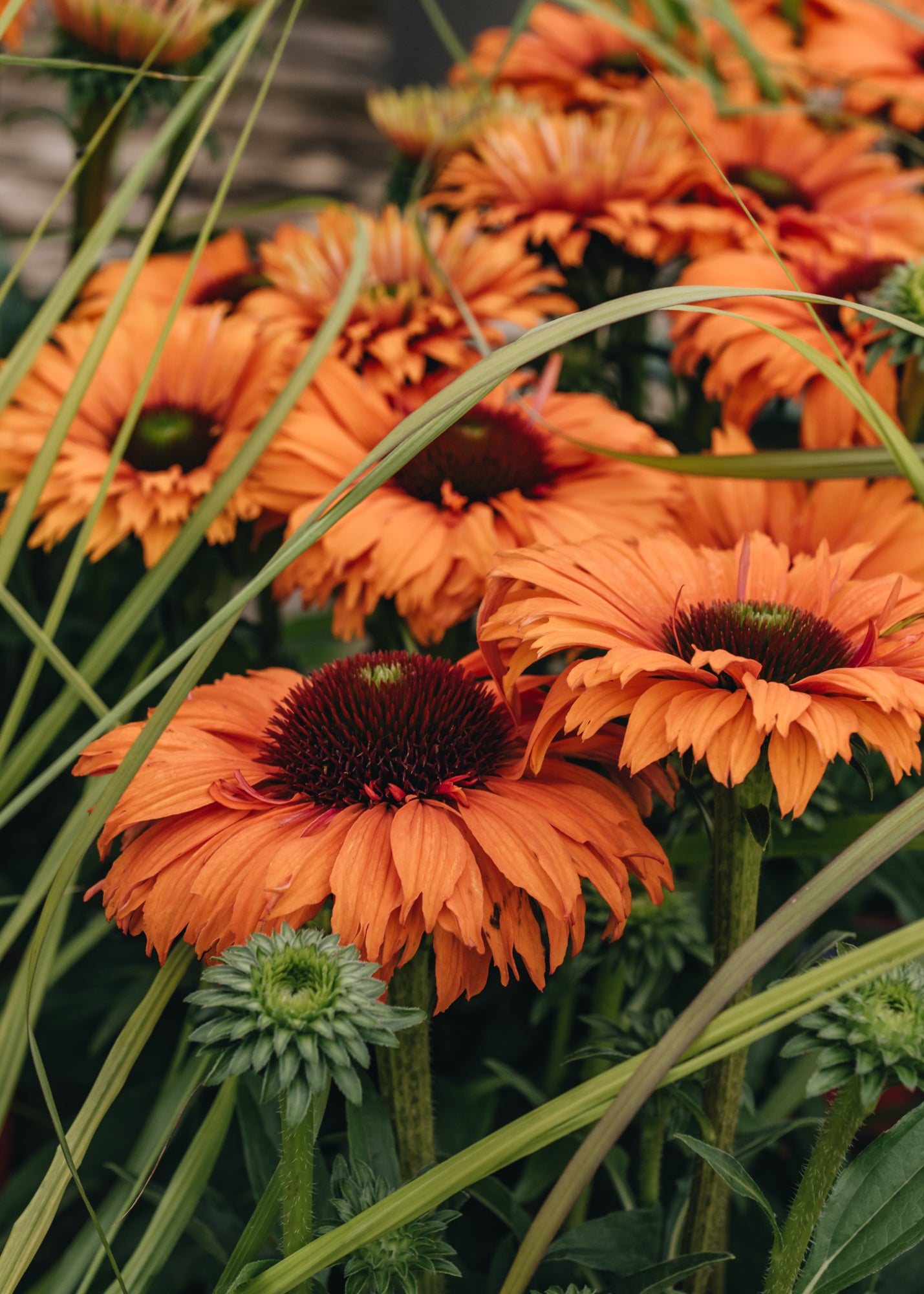 Echinacea Sunseekers Mineola 3L