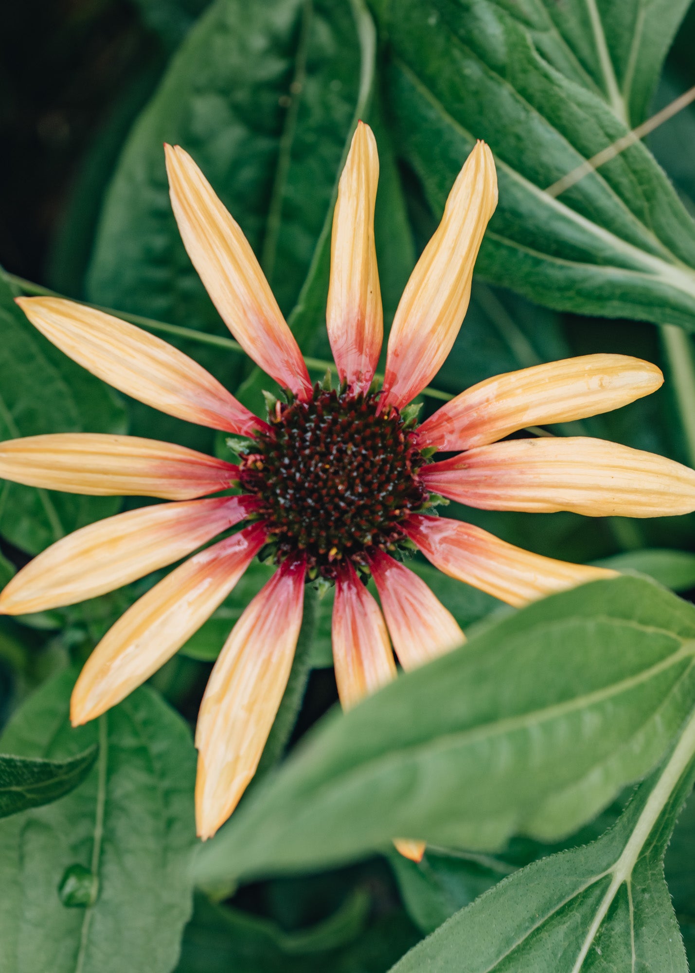 Echinacea Tequila Sunrise