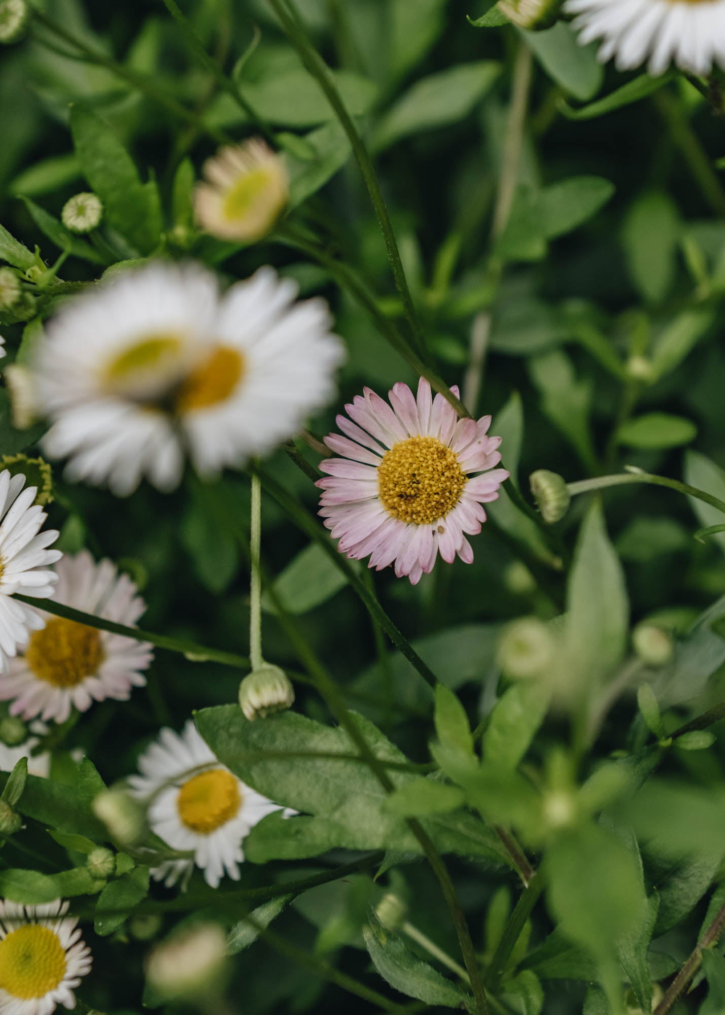 Erigeron kar. Stallone