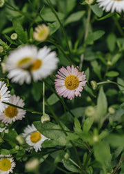 Erigeron kar. Stallone