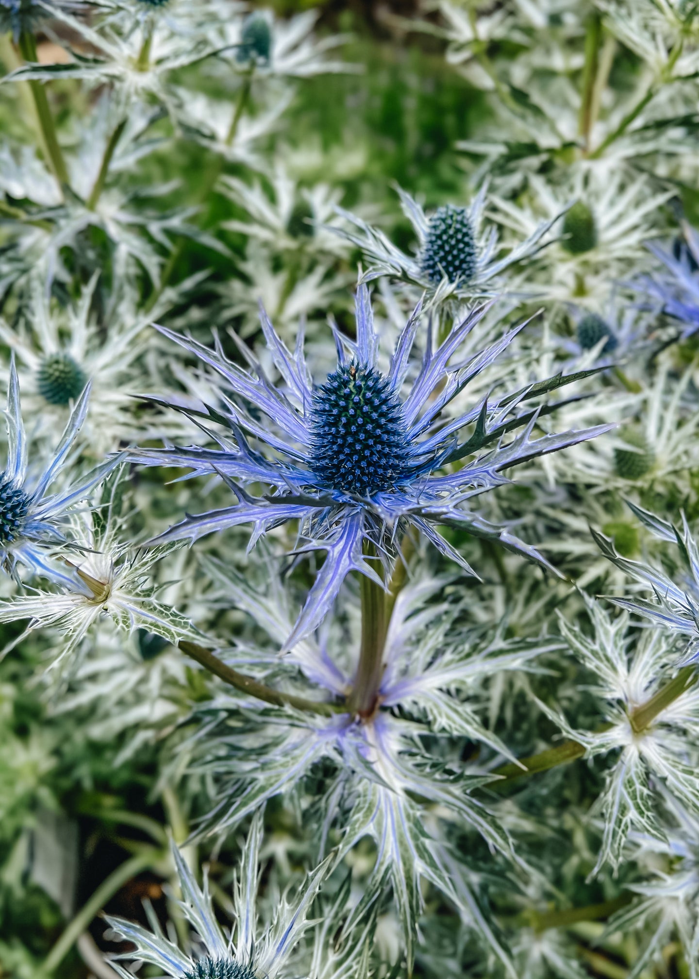 Eryngium zabelii Big Blue