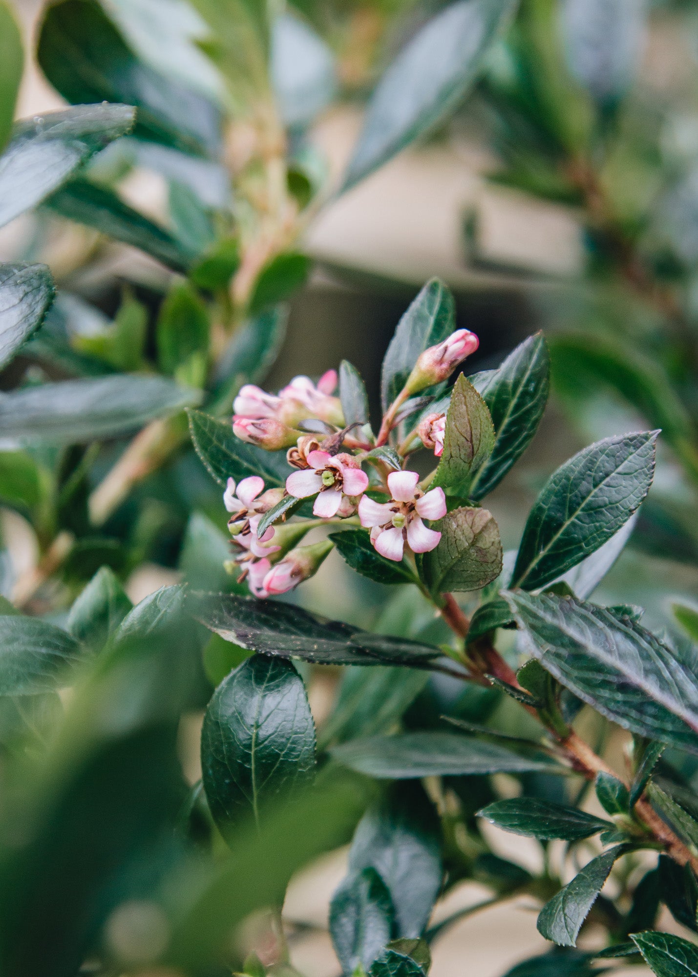 Euonymus Escallonia Showstopper, 3L 