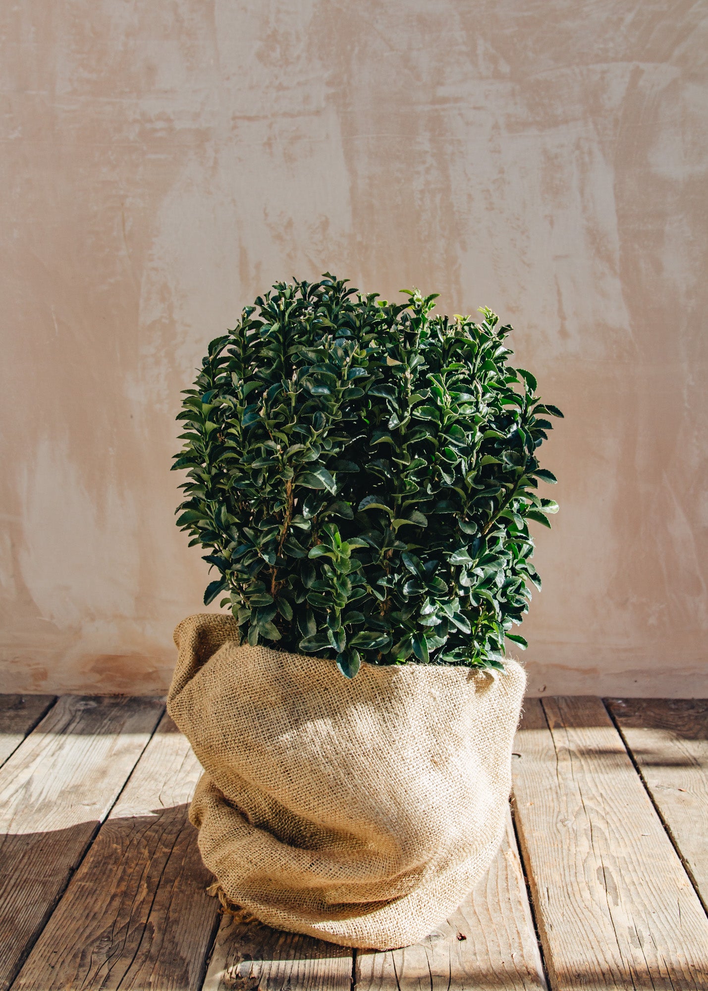 Photinia Euonymus Japonica Green Spire Ball, 7.5L