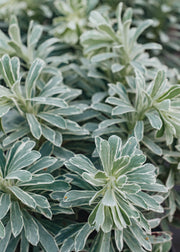 Euphorbia Characias Silver Edge 