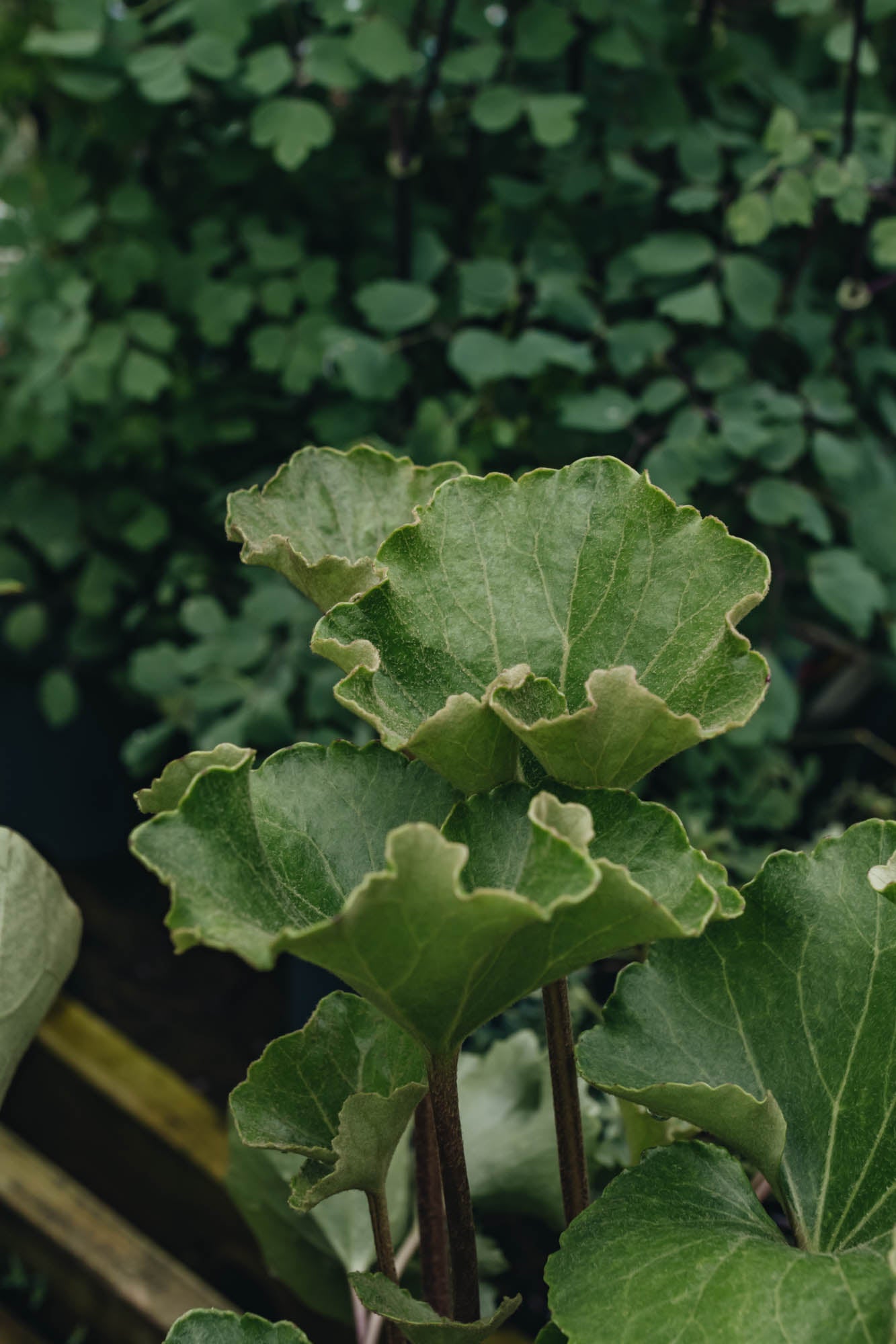 Farfugium Japonicum Wavy Gravy