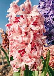 Indoor Hyacinth Fondant Bulbs, pack of five