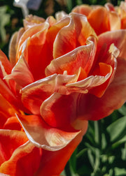 Tulipa Foxy Foxtrot Bulbs