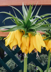 Fritillaria imperialis Lutea Max Bulbs