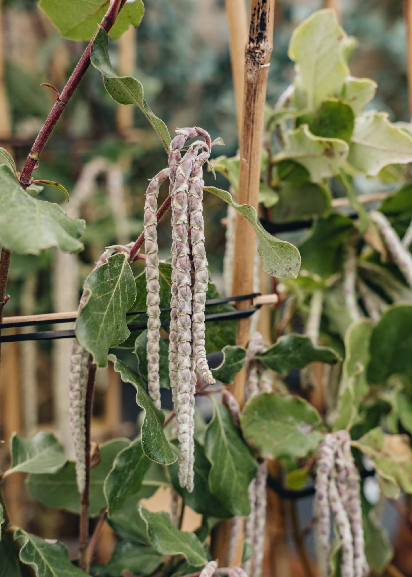 Garrya Elliptica James Roof