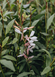 Gaura ellura white