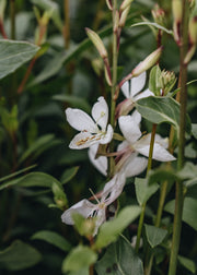 Gaura ellura white