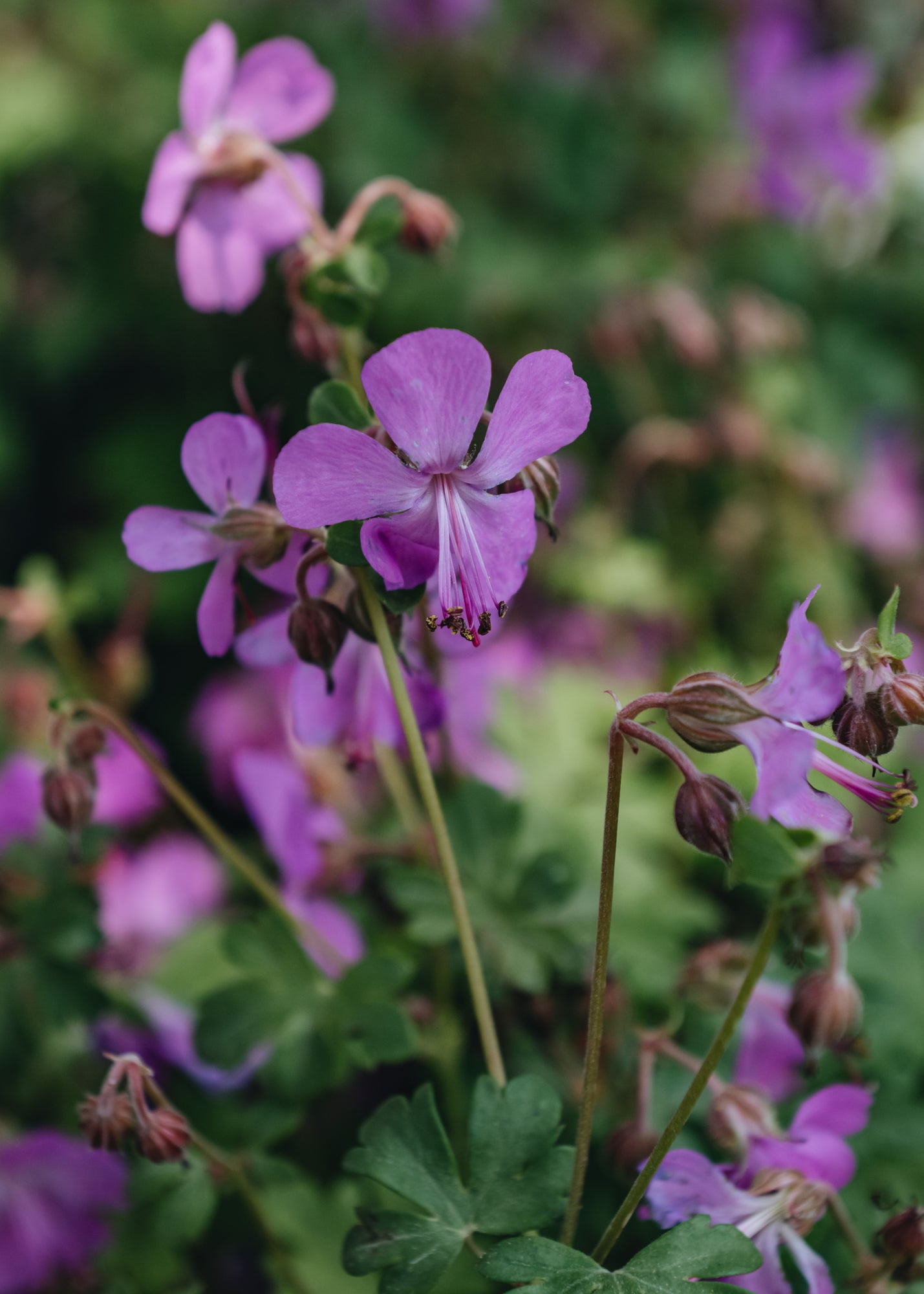 Geranium x cantabrigiense intense