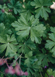 Geranium x cantabrigiense intense