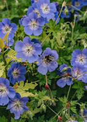 Geranium Rozanne