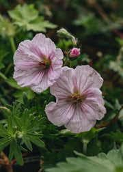 Geranium sanguineum var. Striatum