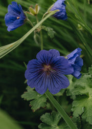 Geranium x Magnificum