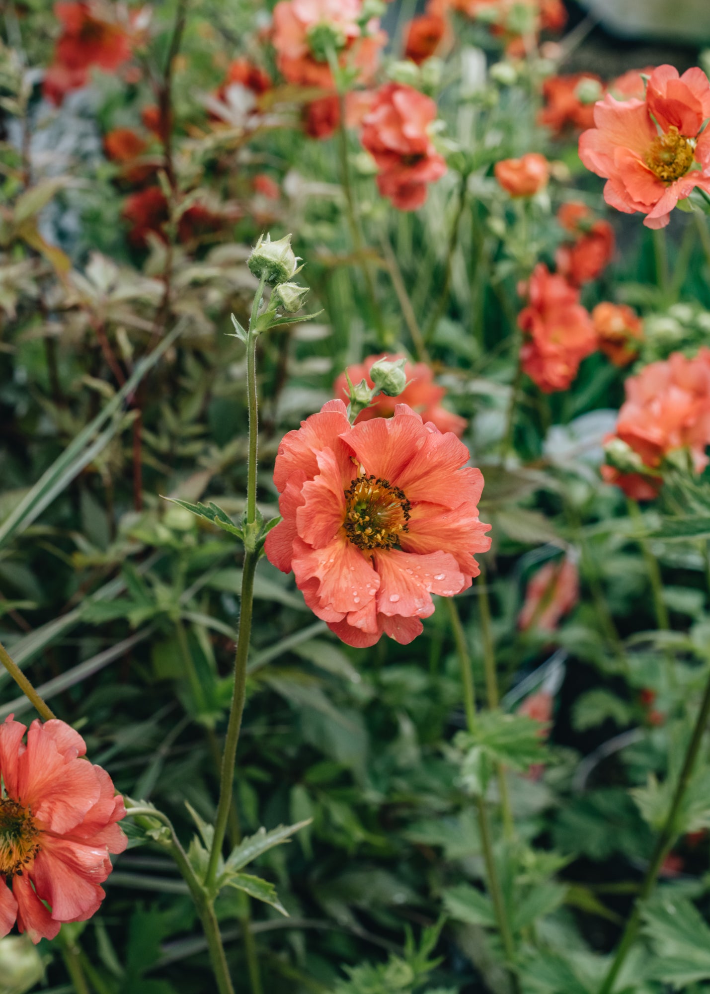 Geum Coral Tempest