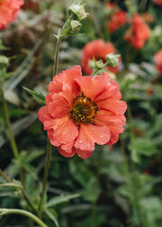 Geum Coral Tempest