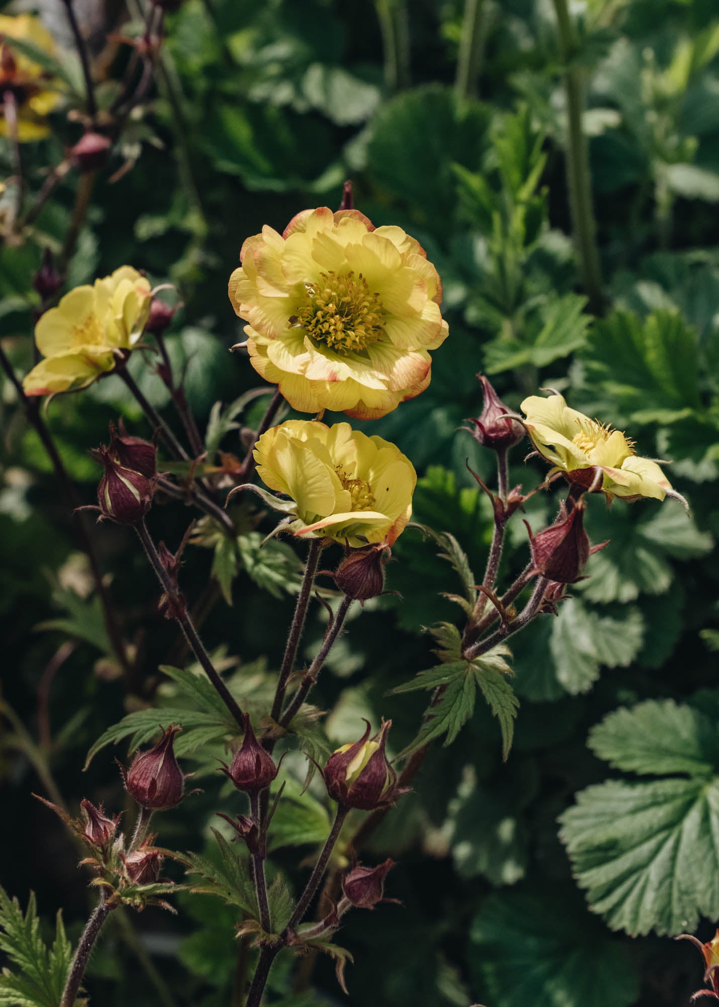 Geum Tequila Sunrise