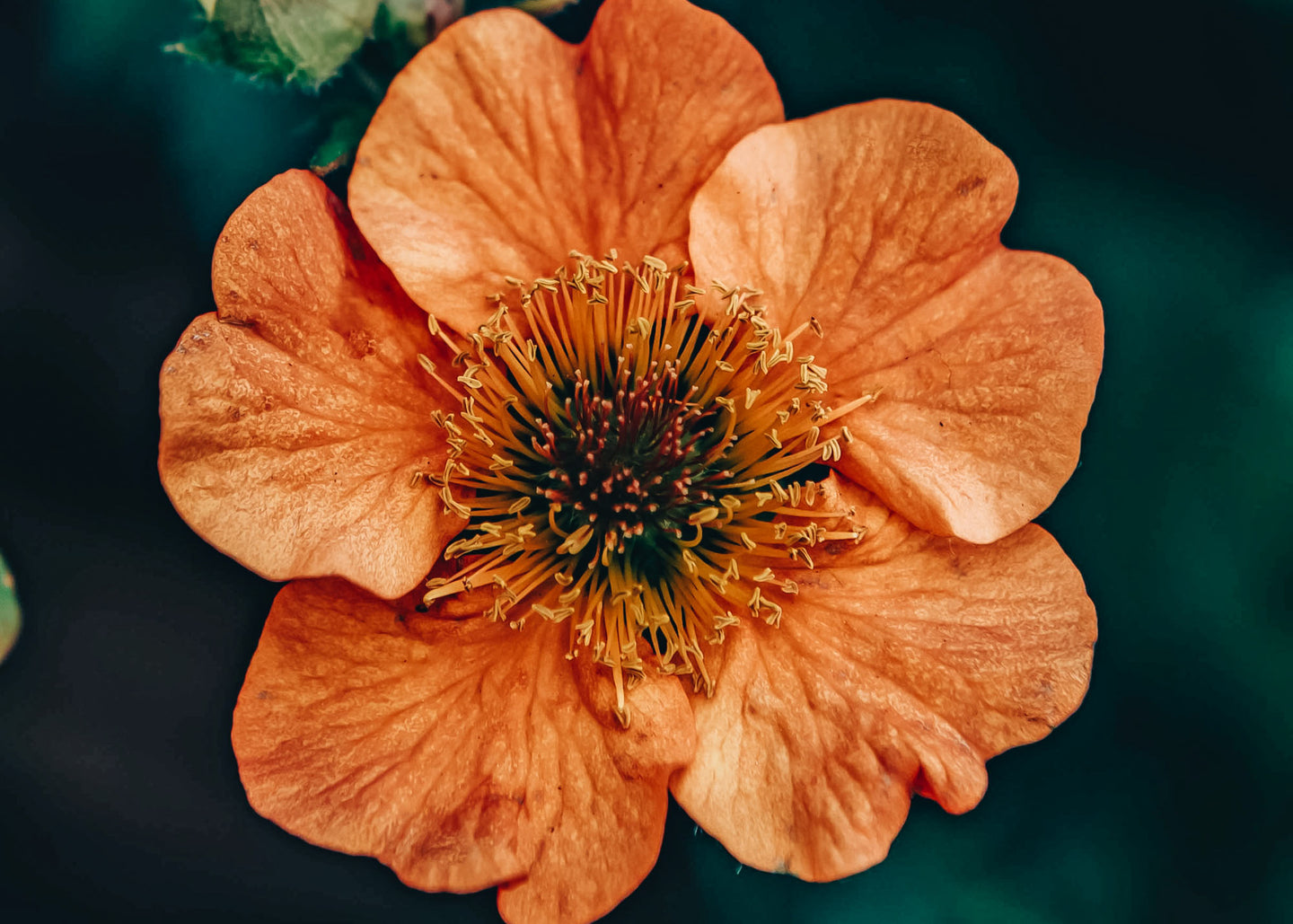 Geum Totally Tangerine 2L